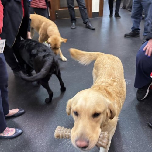 1-25-25 - Post by Marcy Naungayan Velador - ALA Department of California President Linda Hayes visited Paws for Purple Hearts. This wonderful organization is in Menlo Park. These dogs assist wounded Veterans after two years of training. This was such a treat for Madam President.