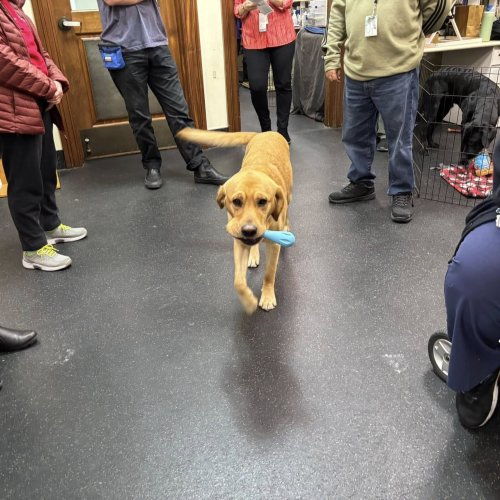 1-25-25 - Post by Marcy Naungayan Velador - ALA Department of California President Linda Hayes visited Paws for Purple Hearts. This wonderful organization is in Menlo Park. These dogs assist wounded Veterans after two years of training. This was such a treat for Madam President.