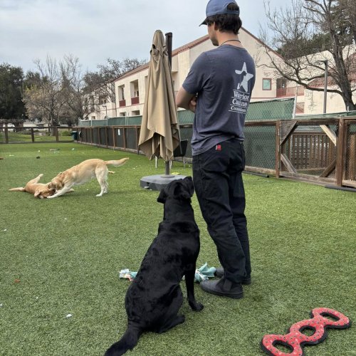 1-25-25 - Post by Marcy Naungayan Velador - ALA Department of California President Linda Hayes visited Paws for Purple Hearts. This wonderful organization is in Menlo Park. These dogs assist wounded Veterans after two years of training. This was such a treat for Madam President.