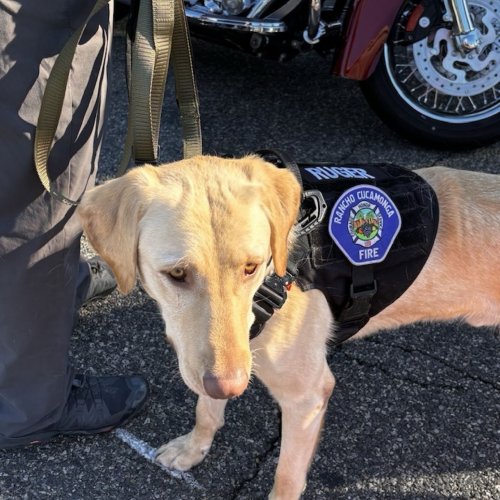 11-9-24 - Posted by Heather Switzer Petty - Rancho Cucamonga Unit 835 at Rancho Cucamonga Founders Day Parade 2024. Great Job Unit 835!!